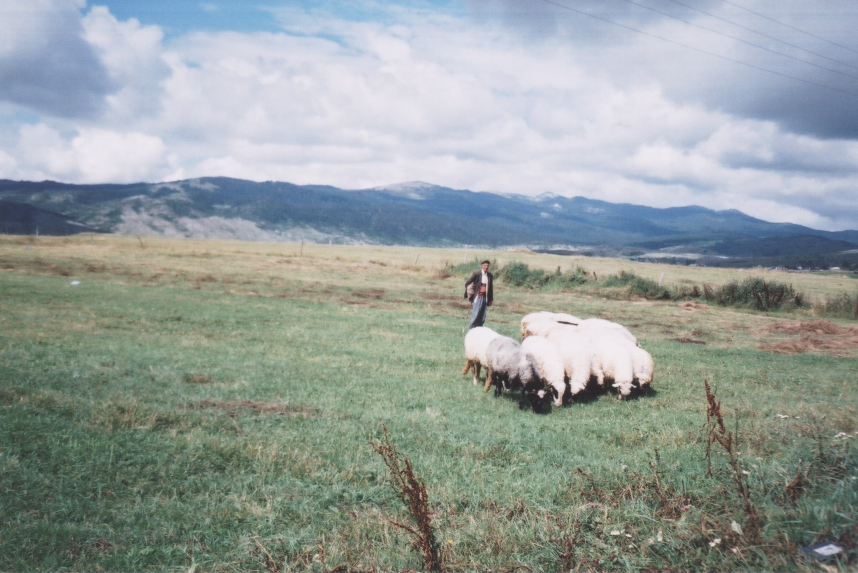 Омалила стада на Купресу - Ново Село