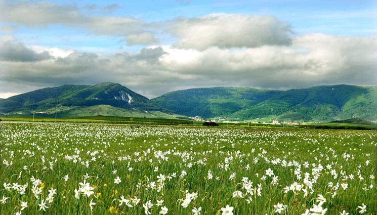 kupresko-polje