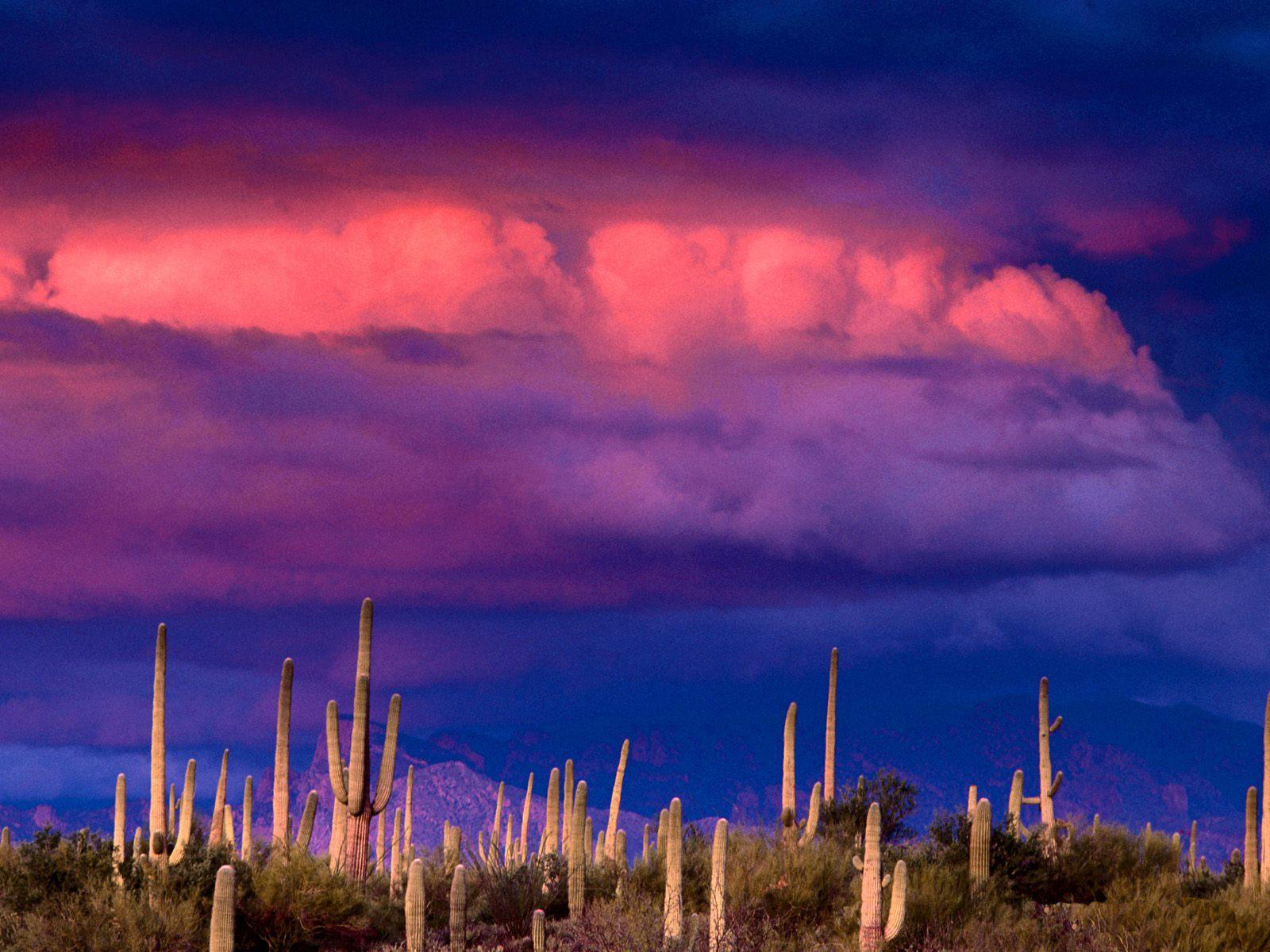 Saguaros-Spring-Storm